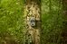 Camouflage trail camera SM4 Pro