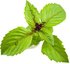 Click & Grow Smart Garden капсулы Коричный базилик 3 шт.