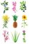 Click & Grow Smart Garden refill Experiment 3pcs