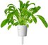 Click & Grow Smart Garden refill Mibuna 3pcs