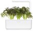 Click & Grow Smart Garden refill Mustard Red Frill 3pcs