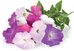 Click & Grow Smart Garden refill Petunia 3pcs
