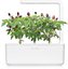 Click & Grow Smart Garden refill Purple Chili Pepper 3pcs