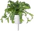 Click & Grow Smart Garden refill Shungiku 3pcs