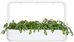 Click & Grow Smart Garden refill Shungiku 3pcs