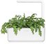 Click & Grow Smart Garden refill Shungiku 3pcs