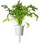 Click & Grow Smart Refill Mizuna 3pcs