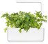 Click & Grow Smart Refill Mizuna 3pcs