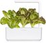 Click & Grow Smart Refill Red romaine lettuce 3pcs