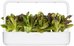 Click & Grow Smart Refill Red romaine lettuce 3pcs