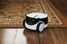 Enabot ROLA PetPal Family Robot IP Camera, White