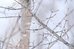 Fujifilm Fujinon XF 150-600mm F5.6-8 R LM OIS WR
