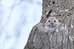Fujifilm Fujinon XF 150-600mm F5.6-8 R LM OIS WR