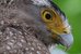 Fujifilm Fujinon XF 150-600mm F5.6-8 R LM OIS WR