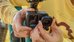 GoPro Ultra Wide Lens Mod (HERO13 Black)