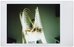Lomo'Instant Automat Sundae Kids Edition Combo