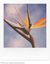 POLAROID COLOR FILM FOR SX-70