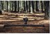 Syrp Magic Carpet Medium Slider 100cm