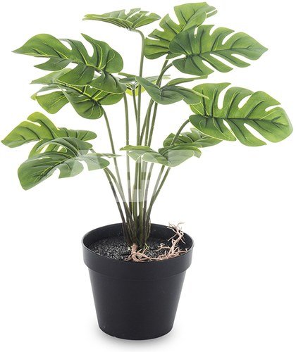 philodendron micans variegata Philodendron Micans Aurea Variegated 3” Plant