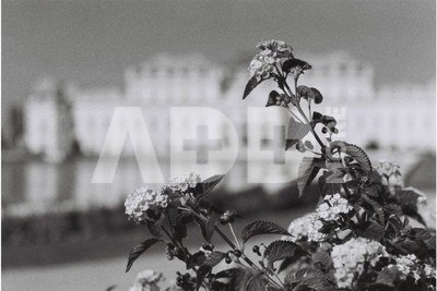 B&W Negative Film LomoChrome Berlin Kino ISO 400/135/36