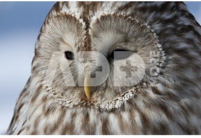 Canon RF-S 18-150mm f/3.5-6.3 IS STM Lens (White box)