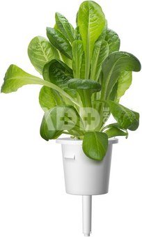 Click & Grow Plant Pod Salad Mix 9pcs