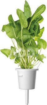Click & Grow Plant Pod Salad Mix 9pcs