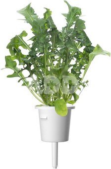 Click & Grow Plant Pod Salad Mix 9pcs