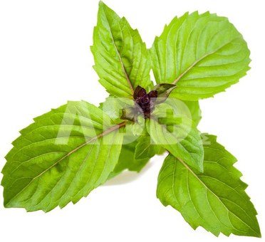 Click & Grow Smart Garden капсулы Коричный базилик 3 шт.