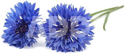 Click & Grow Smart Garden refill Cornflower 3pcs