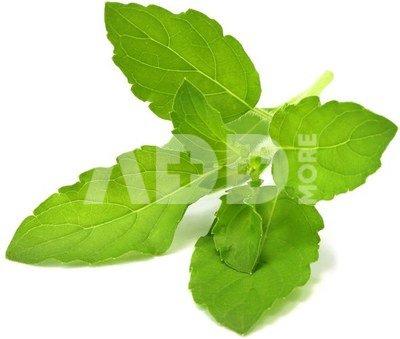 Click & Grow Smart Garden refill Holy Basil 3pcs