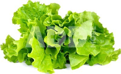 Click & Grow Smart Garden refill Lettuce 3pcs
