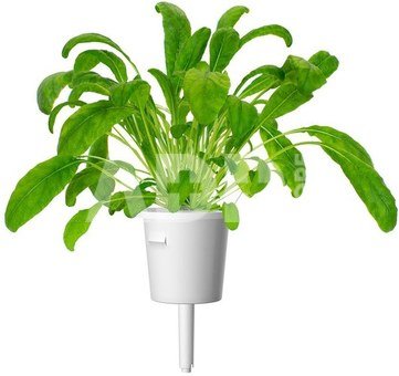 Click & Grow Smart Garden refill Mibuna 3pcs