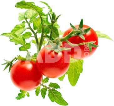 Click & Grow Smart Garden refill Mini Tomato 3pcs