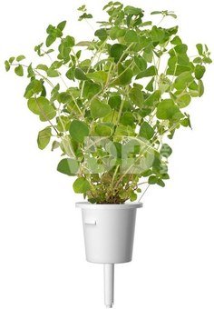 Click & Grow Smart Garden refill Oregano 3pcs