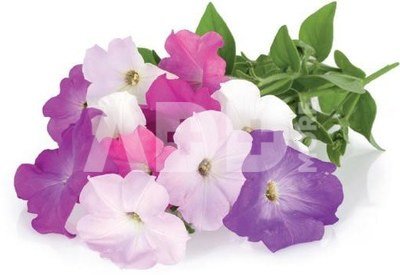 Click & Grow Smart Garden refill Petunia 3pcs