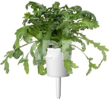 Click & Grow Smart Garden refill Shungiku 3pcs