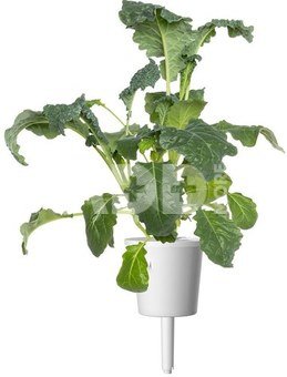 Click & Grow Smart Refill Italian Kale 3pcs