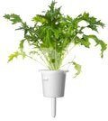 Click & Grow Smart Refill Mizuna 3pcs