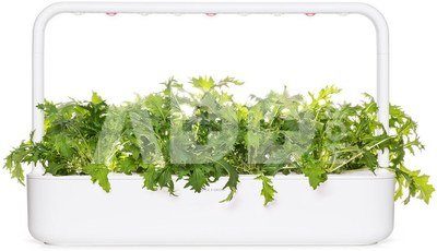 Click & Grow Smart Refill Mizuna 3pcs