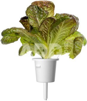 Click & Grow Smart Refill Red romaine lettuce 3pcs