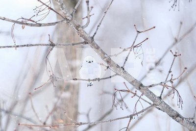 Fujifilm Fujinon XF 150-600mm F5.6-8 R LM OIS WR