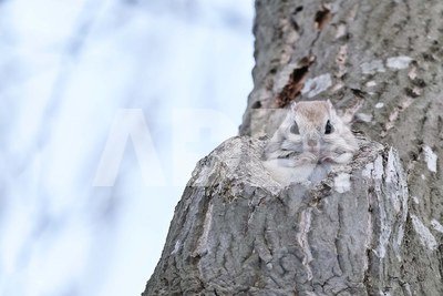 Fujifilm Fujinon XF 150-600mm F5.6-8 R LM OIS WR