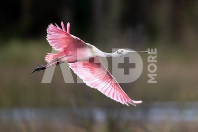 Nikon NIKKOR Z 800mm F6.3 VR S