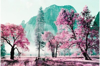LomoChrome Purple 2021 35mm XR 100-400 EXP