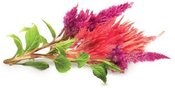 Click & Grow Smart Garden refill Cockscomb 3pcs