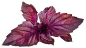 Click & Grow Smart Garden refill Red Basil 3pcs