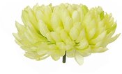 Dekoratyvinė gėlė Chrizantema galvutė 6.5x14cm (6) žalsva/kreminė W353 DDM