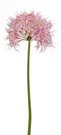 Dekoratyvinė gėlė Nerinė (12) H: 55 cm. PS017494 SAVEX