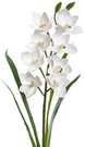 Dekoratyvinė gėlė Orchidėja balta h 73 cm K03977/1